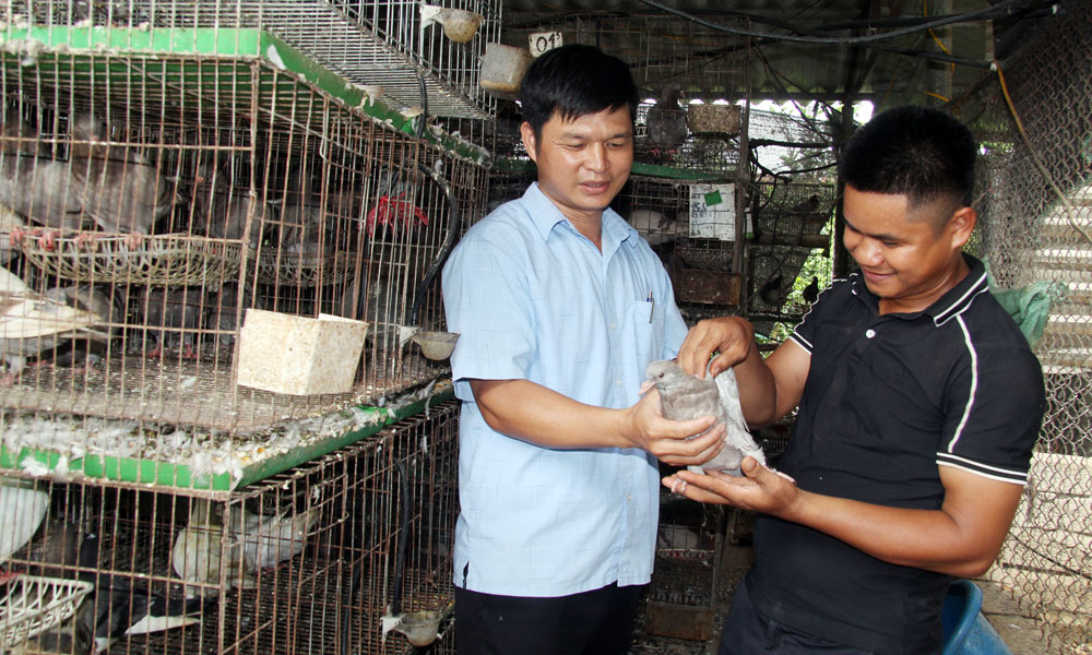 Có kiến thức về chăn nuôi - thú y, anh Tống Văn Liên (bên phải), thôn Nghè Mản có thu nhập ổn định từ nuôi chim bồ câu.